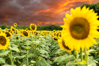 Sunflowers